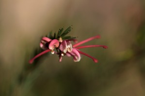 Grevillea Flower